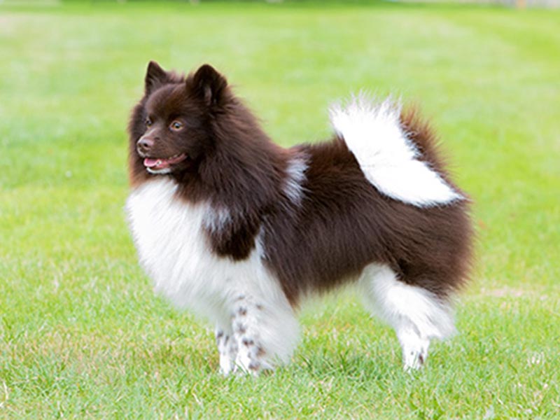 Information about German Spitz Dog | Mini Breed dog 